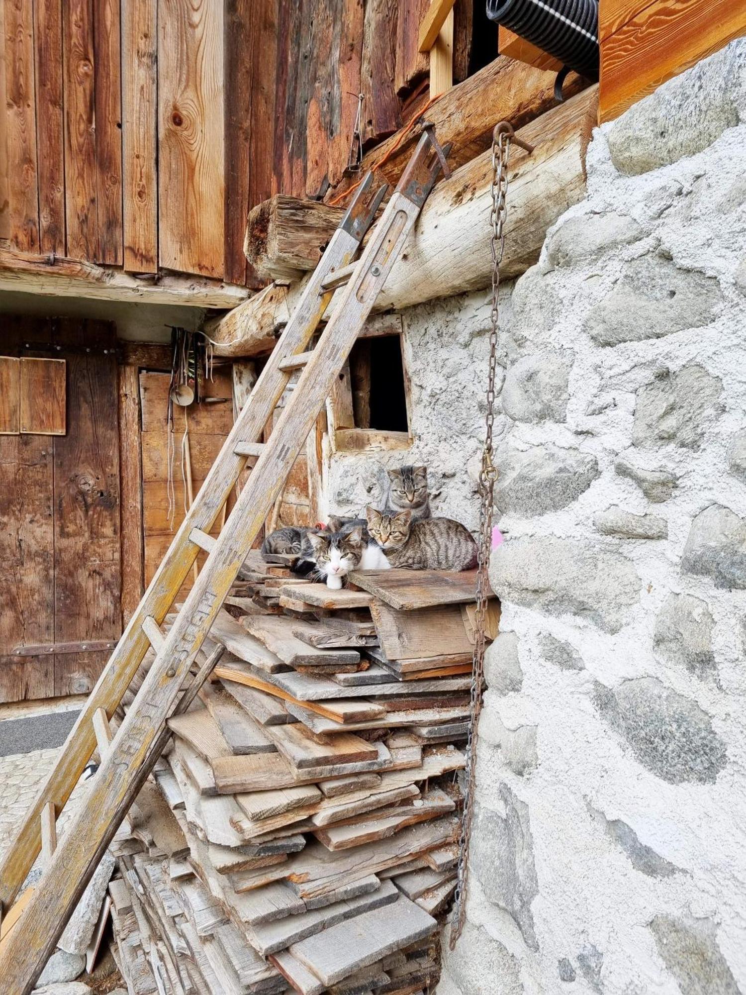 Villa Alpina Campiglio Madonna Exterior foto